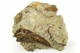 Serrated Tyrannosaur Tooth in Situ - Judith River Formation #313316-2